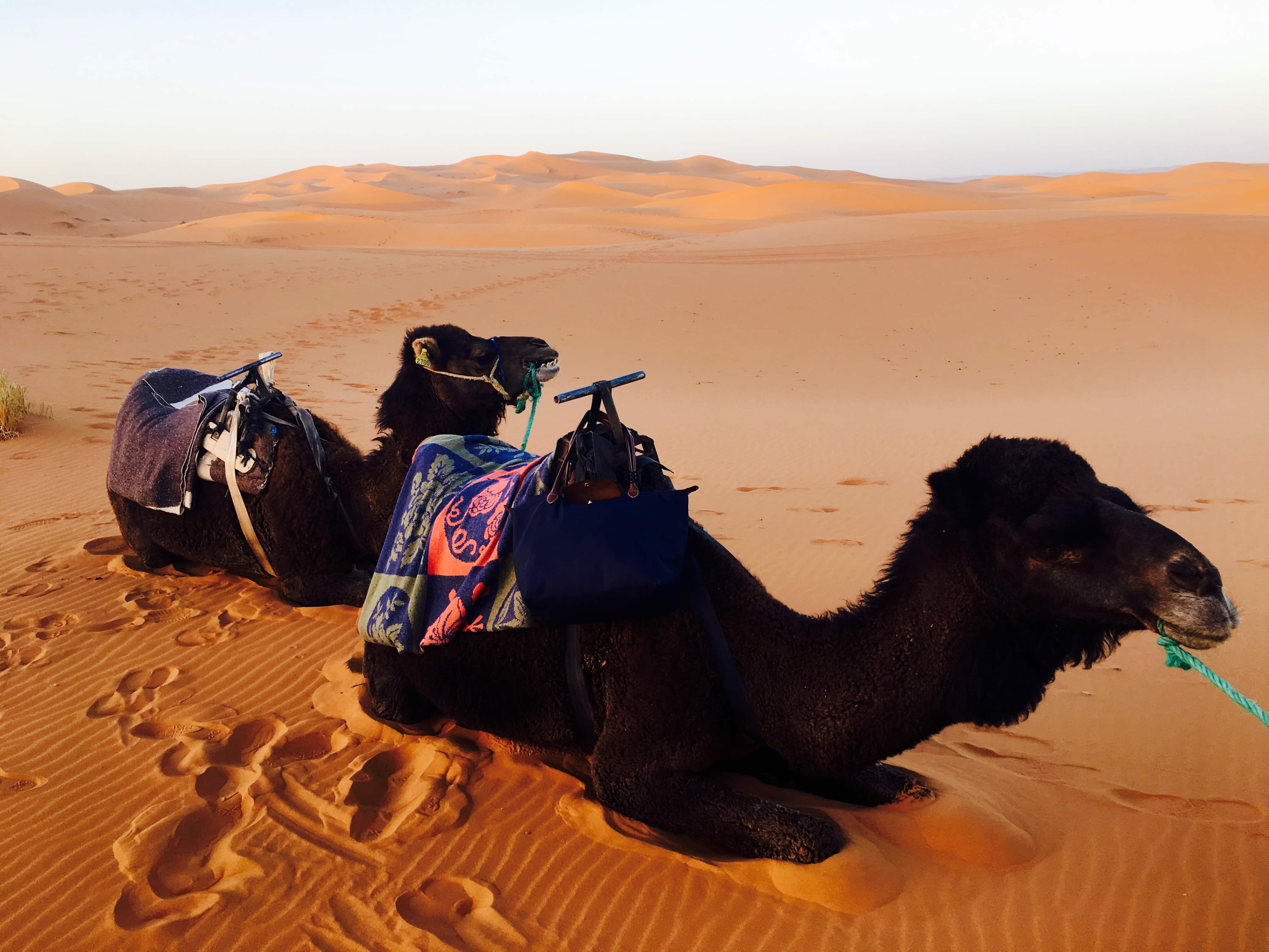 Longchamp Tote in Morocco I Sam Schaible