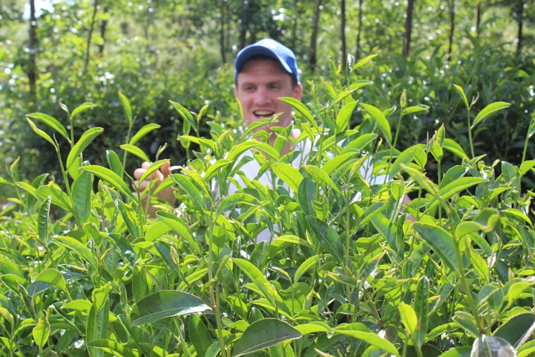 Russ at a Tea Plantation