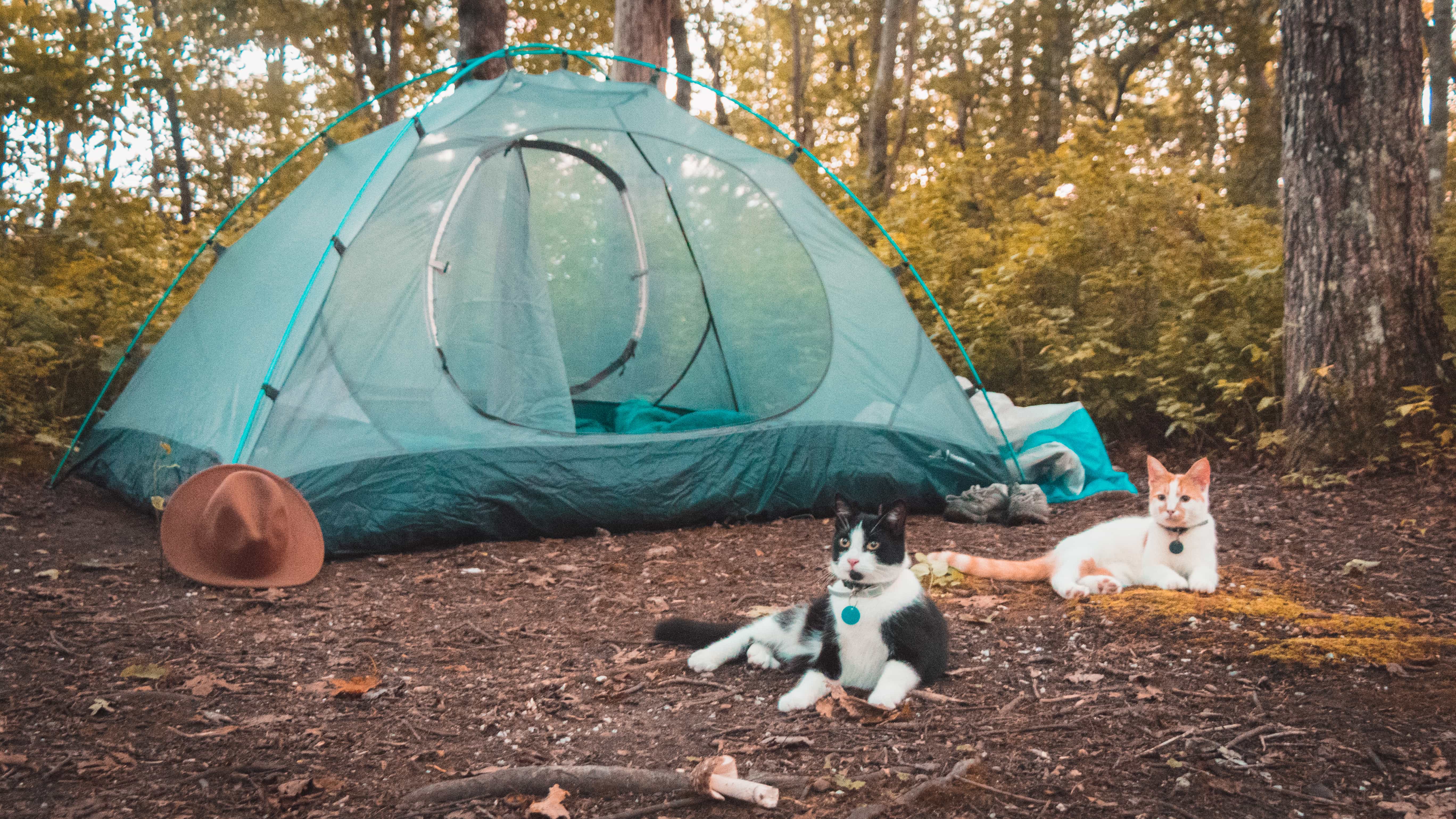 Shalee Blackmer - Camping With Cats